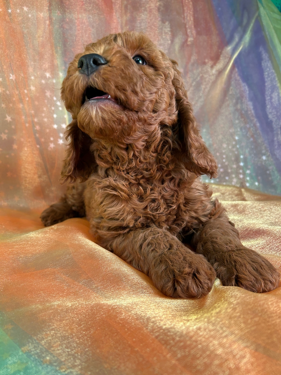 Male F1b Mini Goldendoodle Puppy for Sale DOB 10-21-2024